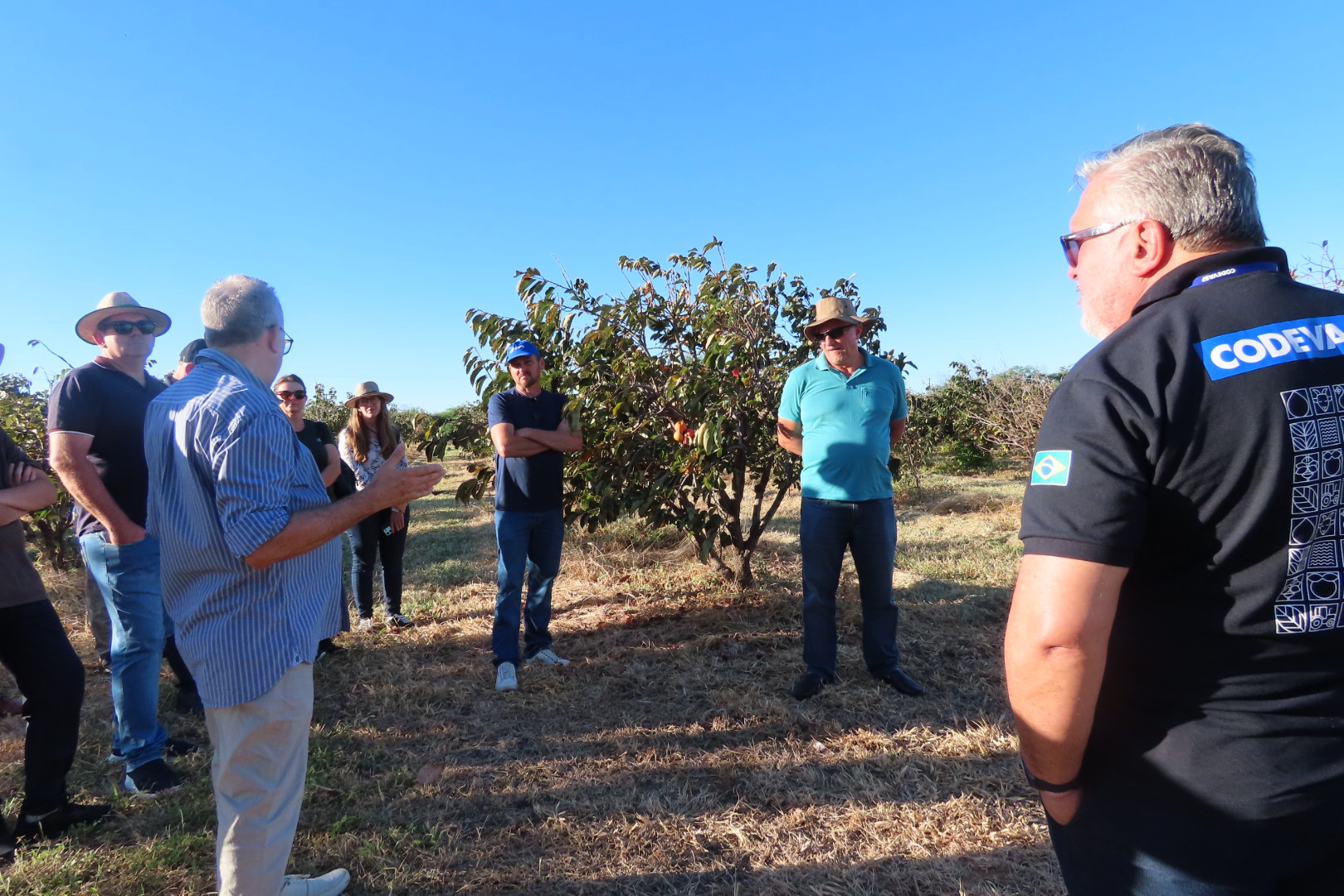 Pessoas reunidas em pomar durante visita técnica entre árvores frutíferas.