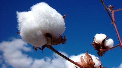 cotton.JPEG