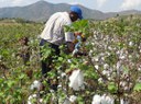 projeto-cotton-victoria-organiza-dias-de-campo-no-burundi-e-na-tanzania-5.jpeg