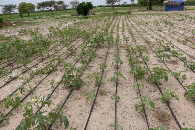ABC envia missão de avaliação do Projeto PAIS ao Senegal 13.JPEG