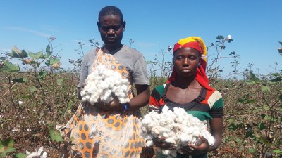 Algodão com Trabalho Decente em Moçambique 01.jpg