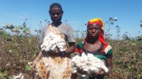Algodão com trabalho decente em Moçambique: projeto apresenta resultados finais em Moçambique