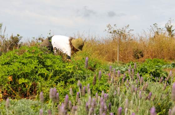 AlimentaLAB é lançado com foco em sistemas alimentares sustentáveis