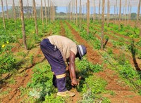 Brasil dá início à 2ª fase de projeto sobre cooperativismo no setor agrícola em Botsuana