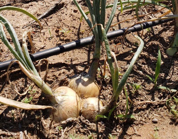 WhatsApp Image 2022-12-01 at 12.30.21.jpeg