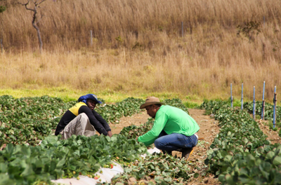 Brasil e África do Sul trocam experiências sobre as políticas brasileiras integradas de alimentação escolar