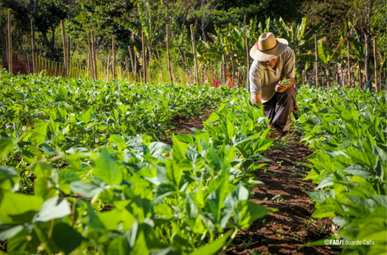 FAO - Eduardo Calix.png