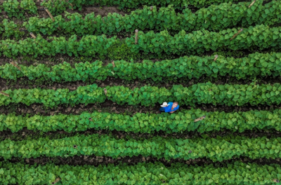 FAO - Mario Araujo 1.png