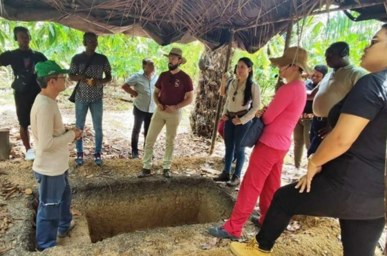 Cooperação brasileira contribui para produção e cultivo sustentável de açaí no Suriname