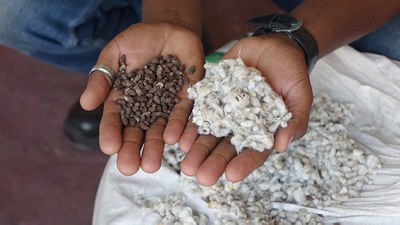 Cretta_sementes_com e sem linter.jpg