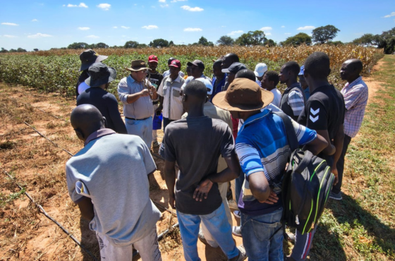 Projeto Cotton Zambia