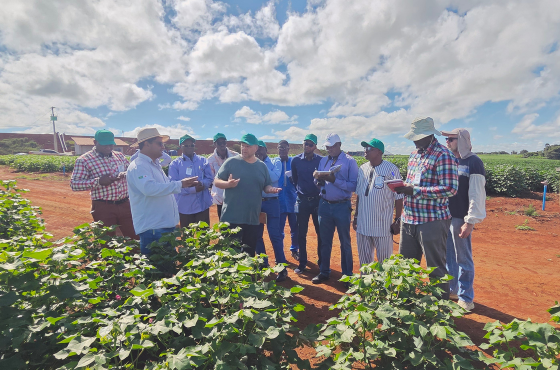 Brasil recebe especialistas do Mali em missão para intercâmbio de experiências na cadeia do algodão