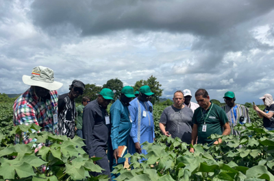 Brasil recebe especialistas do Mali em missão para intercâmbio de experiências na cadeia do algodão