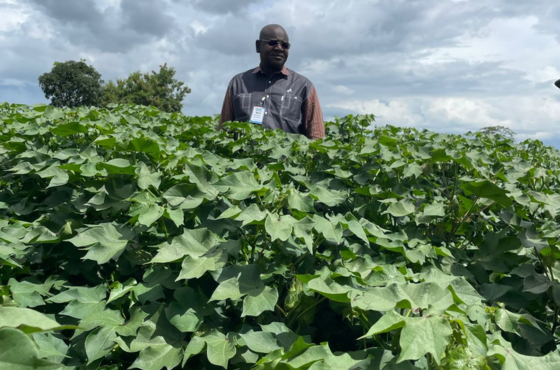 Brasil recebe especialistas do Mali em missão para intercâmbio de experiências na cadeia do algodão