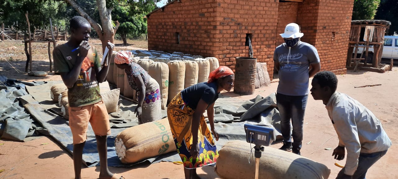 Comercialização de algodão 6.JPEG