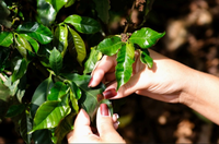 Cooperação amplia prevenção e direitos na produção de café