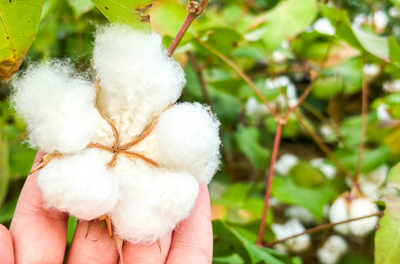 Cooperação Brasil–FAO.png