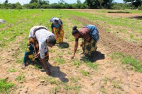 Cooperação brasileira promove oficinas técnicas para o setor algodoeiro na Tanzânia