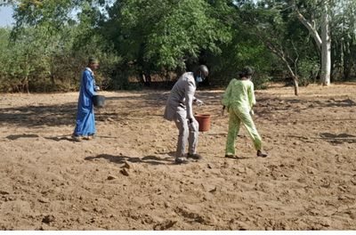 Cooperação no Senegal: sustentabilidade e inovação no cultivo do algodão