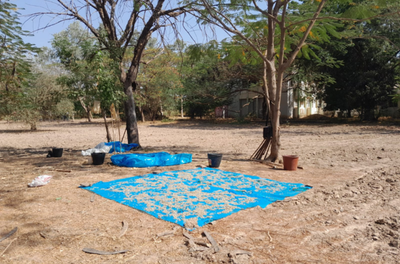Cooperação no Senegal: sustentabilidade e inovação no cultivo do algodão