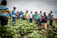 Cotton Victoria: documentário apresenta impactos da cooperação internacional brasileira na cadeia do algodão