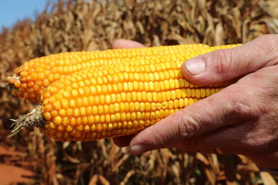 Programa Vale do Cunene - Missão Brasil CONAB   (87).JPG