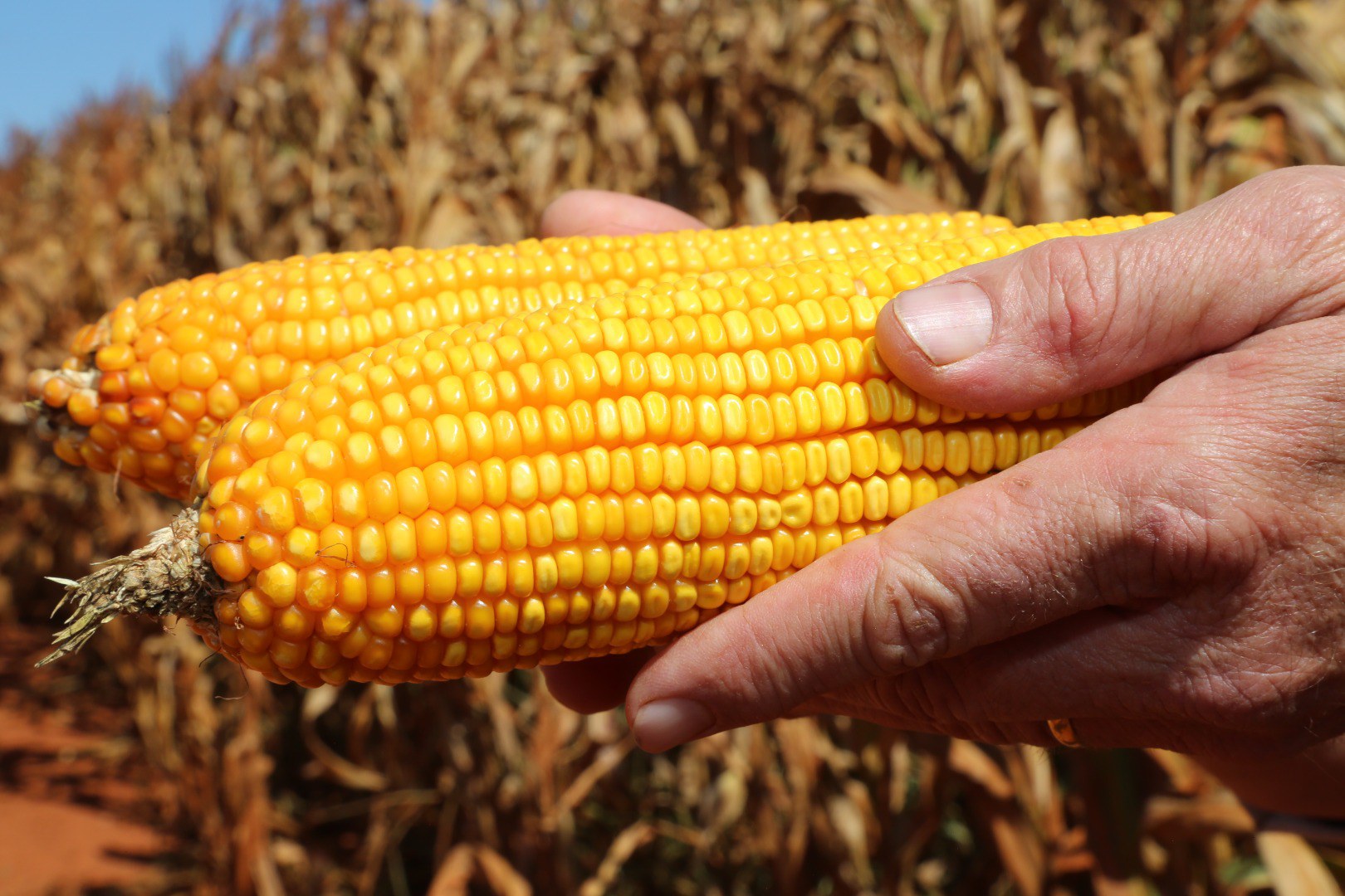 Programa Vale do Cunene - Missão Brasil CONAB (87).JPG