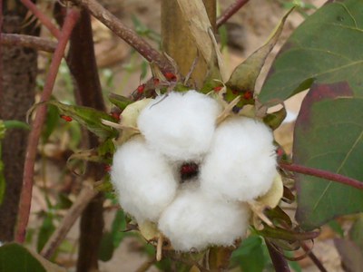 Algodao