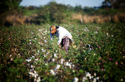 Semana da Amazônia: Desenvolvimento Rural Sustentável e Sistemas Agroalimentaresg