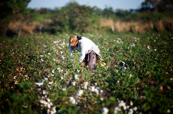 Semana da Amazônia: Desenvolvimento Rural Sustentável e Sistemas Agroalimentaresg