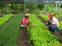 Especialistas do setor algodoeiro em seis países começam capacitação em hortas familiares
