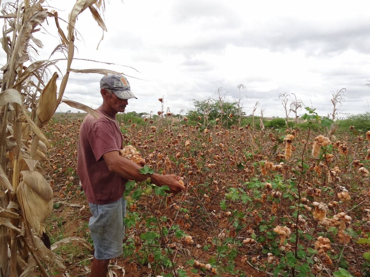 Especialistas refletem sobre agroecologia, agricultura familiar e algodão  no cenário atual — Português (Brasil)