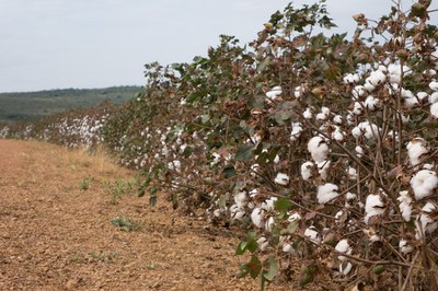 Países do Projeto Cotton 4 2.JPEG