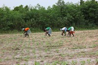 Projeto Cotton-4 + Togo : Missão de prospecção e finalização