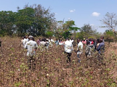 Projeto Cotton Victoria organiza Dias de Campo no Burundi e na Tanzânia 1.JPEG
