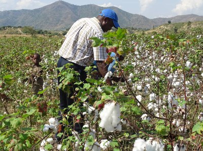 Projeto Cotton Victoria organiza Dias de Campo no Burundi e na Tanzânia 5.JPEG