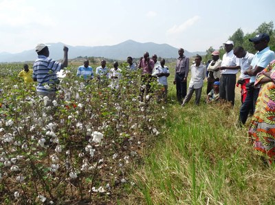Projeto Cotton Victoria organiza Dias de Campo no Burundi e na Tanzânia 6.JPEG