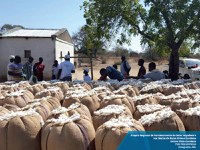 Projeto regional de fortalecimento do setor algodoeiro nas bacias do baixo Shire e Zambeze