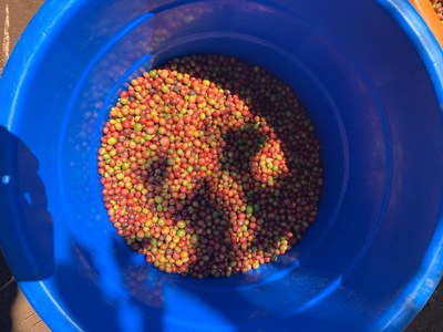 Realizada reunião de acompanhamento do projeto de produção sustentável de café em Moçambique 1.jpeg