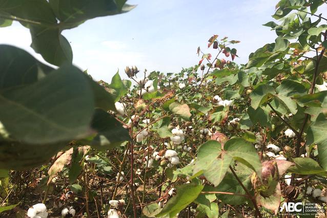 Tecnologia brasileira fortalece pequenos produtores de algodão no Mali 2.JPEG