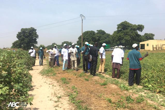 Tecnologia brasileira fortalece pequenos produtores de algodão no Mali 3.JPEG