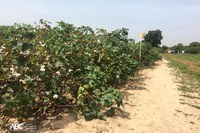 Tecnologia brasileira fortalece pequenos produtores de algodão no Mali