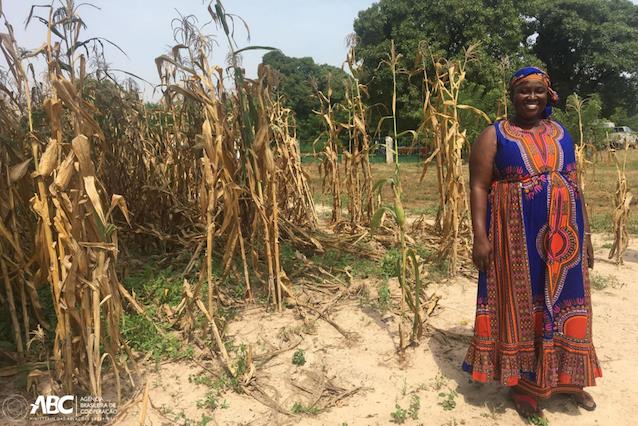 Tecnologia brasileira fortalece pequenos produtores de algodão no Mali.JPEG