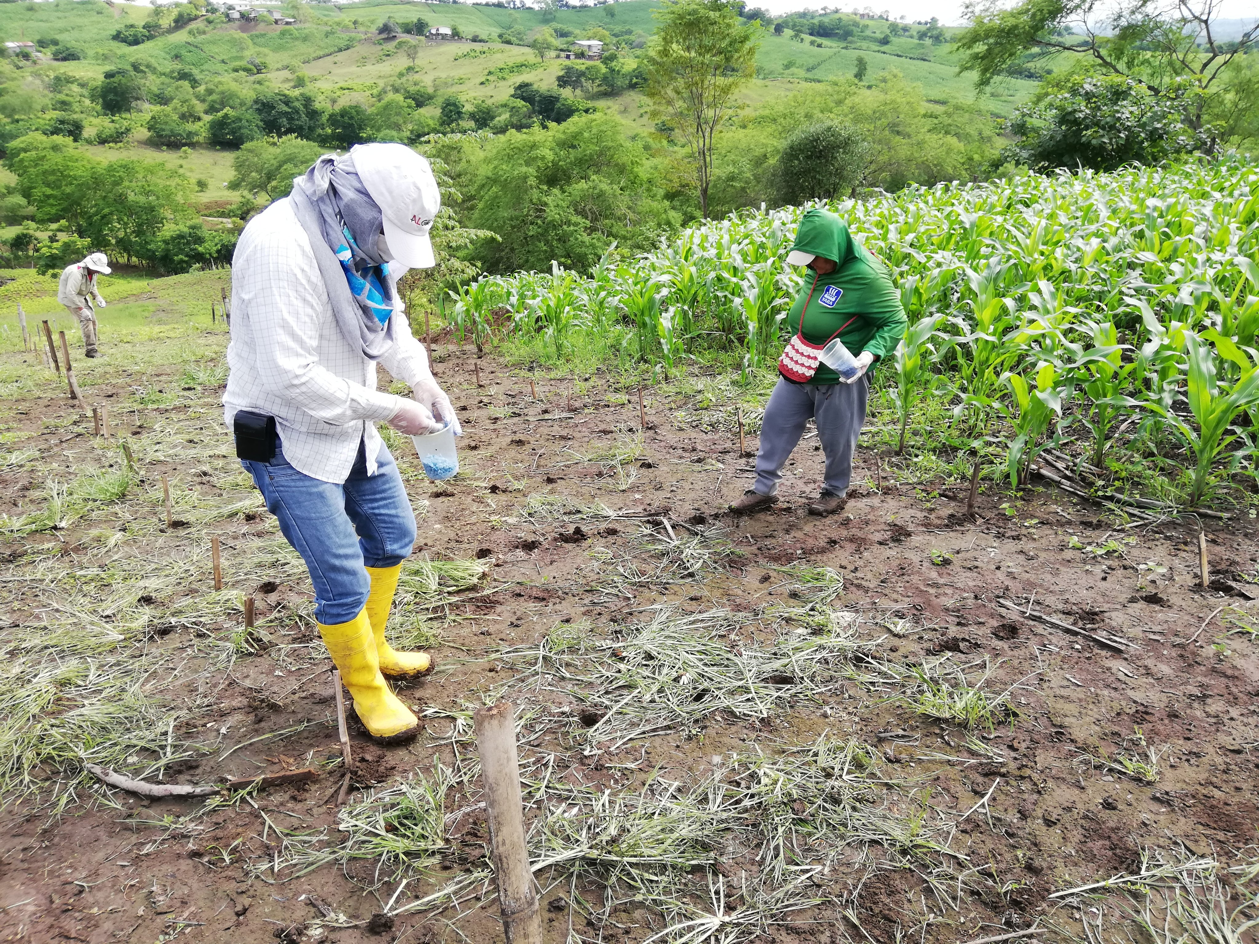 Variedade brasileira de algodão