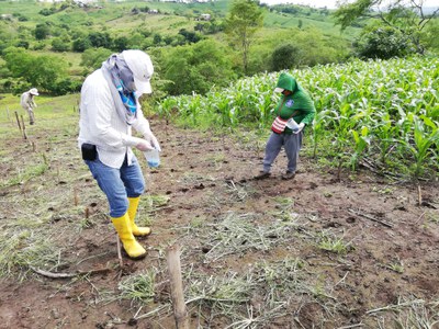 Variedade brasileira de algodão