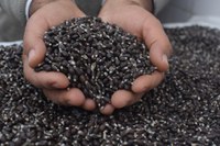 Webinário promove intercâmbio de projetos sobre produção e conservação da semente de algodão