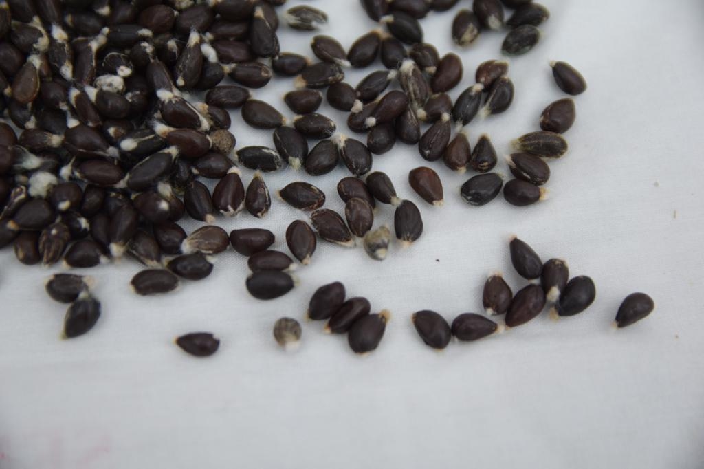 WhatsApp Image 2023-06-01 at 11.44.08.jpeg