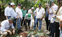 Minister Fávaro Visits Agroforestry Systems in Tomé-Açu