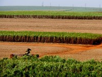 açúcar e alcool.jpg