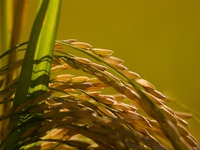 arroz.jpg